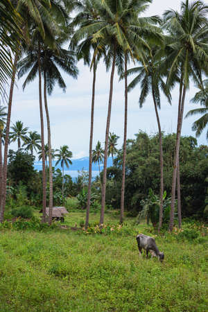 Black bull on pasture, farm animal portrait. Cattle in South Asia. Agriculture land on tropical island. Thin cow in asian village. Simple bamboo shelter under palm trees. Seaview from rustic farmの写真素材