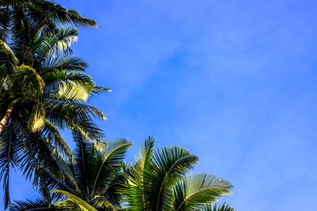 Fluffy green palm trees on blue sky background. Optimistic tropical landscape. Coco palm tree view. Summer vacation banner template with text place. Green palm leaf skyscape. Exotic holiday conceptの写真素材