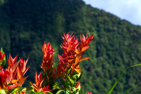Red flowers on top of mountain landscape. Tropical island hiking scene. Green forest detail. Summer trekking actvity. Travel and explore natural parkland. Mountain hiking trailの写真素材