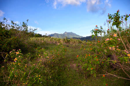 Tropical island landscape with flower meadow and distant mountain. Joyful summer natural view. Blooming nature perspective view. Hiking trail in natural parklandの写真素材