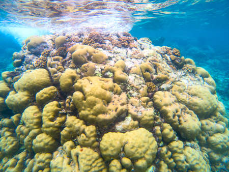 Yellow coral reef in blue sea water, underwater nature photography. Coral reef undersea landscape with marine animals. Exotic island lagoon diving banner templateの写真素材