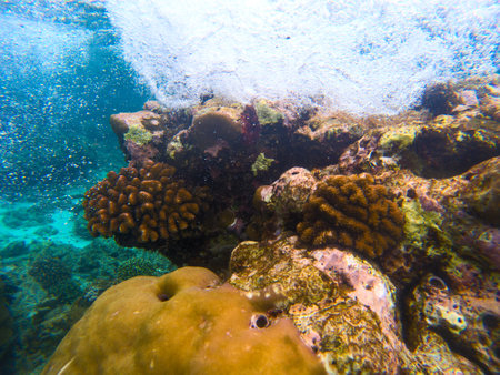 Yellow coral reef in blue sea water, underwater nature photography. Coral diversity undersea landscape with marine animals. Exotic island lagoon divingの写真素材