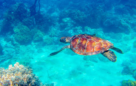 Sea turtle in blue water. Green turtle underwater photo. Wild marine animal in natural environment. Endangered species of coral reef. Tropical seashore wildlife. Snorkeling with sea turtle.の写真素材