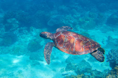 Sea turtle in blue water. Friendly marine turtle underwater photo. Oceanic animal in wild nature. Summer vacation activity. Snorkeling or diving banner template. Tropical seashore with sea tortoise.の写真素材