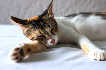 Cute kitten sleeping on white bed. Lovable domestic pet in white room interior. Three color cat sleeps on white bedding. Cozy home with kitty pet. Pink nose cat portrait. Cat sleep during dayの写真素材
