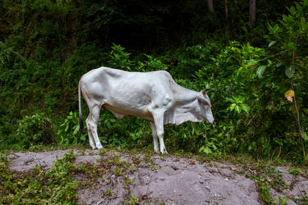 White cow in green bush, free range cattle photo. White bull on pasture near rainforest. South Asia rural scene. Sacred white bull silhouette in summer greenery. Asian farm animalの写真素材