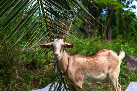 Cute brown goat on palm leaf background. South Asia village rural scene. Cute goat in tropical environment. Cattle on free range pasture. Goat eating palm leafの写真素材