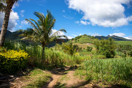Green tropical landscape with mountains and rural land. Philippine countryside panorama. Coco palm tree near rustic path in corn fields. Sunny day in tropical island. South Asia countryside.の写真素材