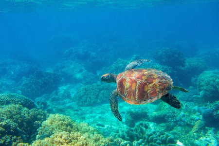 Sea turtle photo in ocean nature. Tropical seashore diving banner template. Summer vacation travel card. Marine animal in natural environment. Olive green turtle undersea in coral reef.の写真素材
