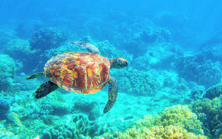 Sea turtle diving photo. Tropical seashore diving banner template. Summer vacation travel card. Marine animal in natural environment. Olive green turtle undersea in coral reef. Oceanic natureの写真素材
