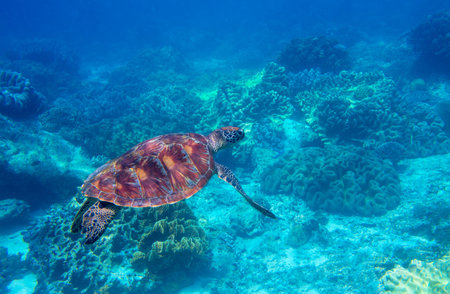 Sea turtle in blue water. Friendly marine turtle underwater photo. Oceanic animal in wild nature. Summer vacation activity. Snorkeling or diving banner template. Tropical seashore with sea tortoise.の写真素材