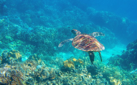 Sea turtle swimming in blue water. Cute sea turtle in blue water of tropical sea. Green turtle underwater photo. Wild marine animal in natural environment. Endangered species of coral reef.の写真素材