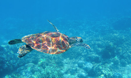 Sea turtle underwater photo. Tropical seashore diving banner template. Summer vacation travel card. Marine animal in natural environment. Olive green turtle undersea in coral reef. Oceanic natureの写真素材