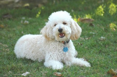 Barking Toy Poodle