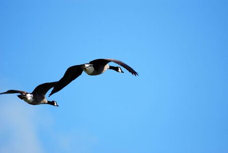 Flying Canada Geeseの写真素材