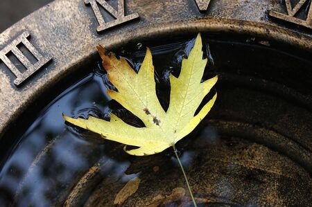 fallen maple leaf in a bird bath