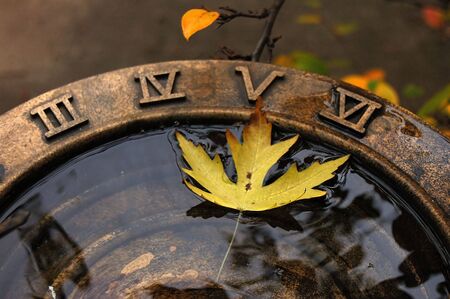 fallen leaf in a bird bath