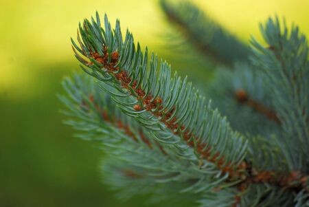 Spruce Christmas Tree
