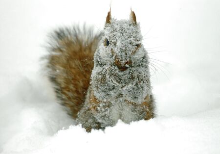 snow covered grey squirrelの写真素材