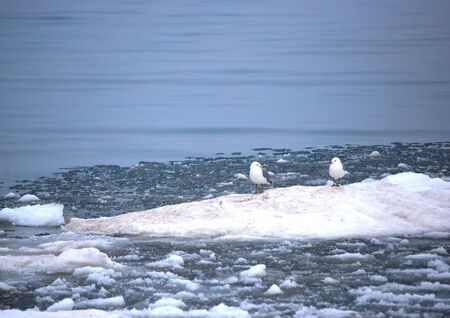 Ring Billed Gulls On Iceの写真素材