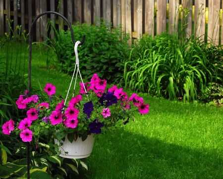 Hanging Basket of Blooming Petuniasの写真素材