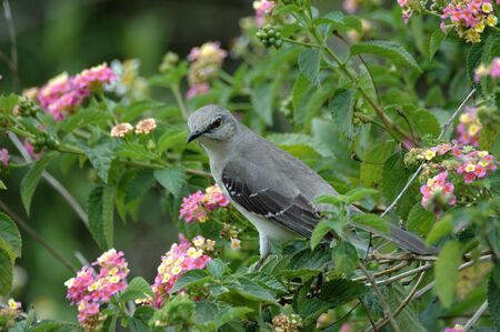 Gray Catbird
