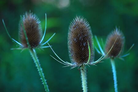 Wild Teasel Plantの写真素材