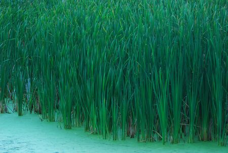 Thick Bed of Reed Plants at Pond`s Edgeの写真素材