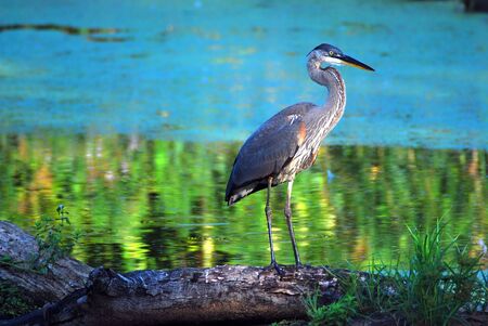 Great Blue Heronの写真素材