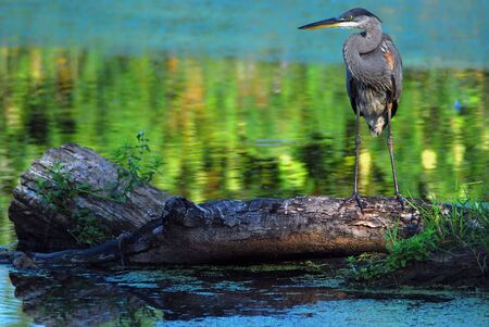 Great Blue Heronの写真素材