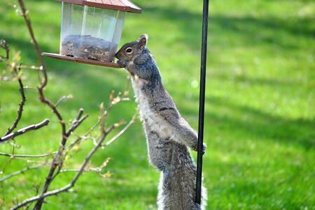 Gray Squirrel Attempts to Steal Seeds From a Bird Feederの写真素材