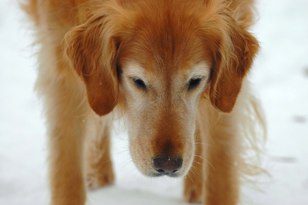 Golden Retrieverの写真素材