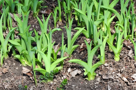Plants Begin to Grow in a Spring Garden