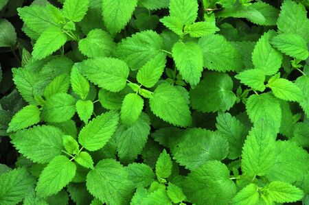 Green Leaves Background