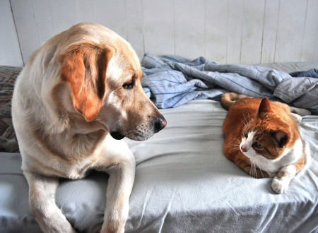 Dog and Cat Look at Each Otherの写真素材