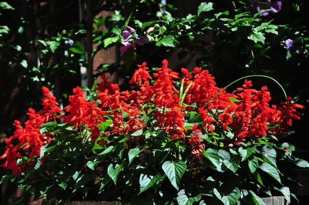 Red Salvia Flowersの写真素材