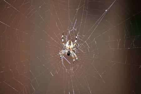 Spider and Spider Web