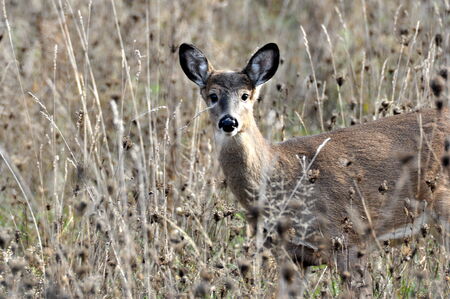 White Tailed Deer in Autumn