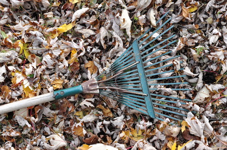 Fallen Leaves and a Garden Rakeの写真素材