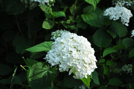 White Hydrangea Flowers