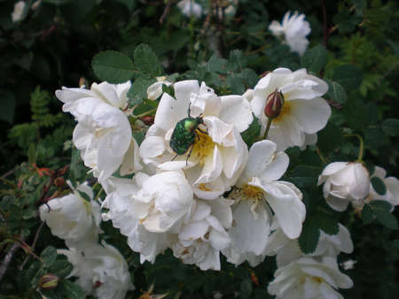 wild white rosesの写真素材