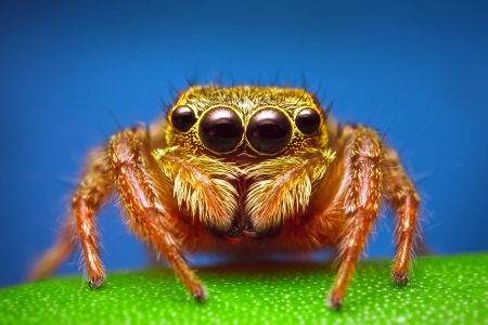 araignée