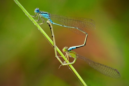 Damselfly