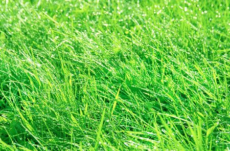 green grass meadow