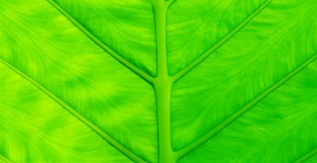 Green leaf with vainの写真素材