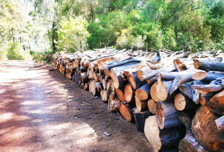A firewood storage, many, summer forest, closeupの写真素材