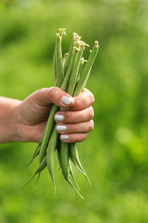fresh green beans in handの写真素材