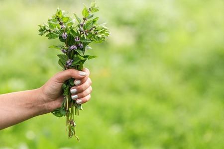 wild mint in hand of young girlの写真素材