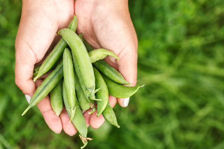 fresh green peas in handの写真素材