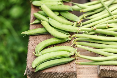 fresh harvest of green beans and green peasの写真素材